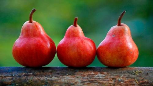 Нежная яблочно-грушевая пастила: сладость, которая помогает похудеть 11 Нежная яблочно-грушевая пастила: сладость, которая помогает похудеть 11