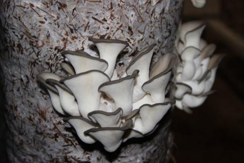 Как солить вешенки в домашних условиях быстро. Грибы вешенки: как солить в домашних условиях, рецепты быстрого приготовления на зиму в банках 05