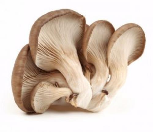 Нужно ли варить вешенки перед заморозкой. Отварные