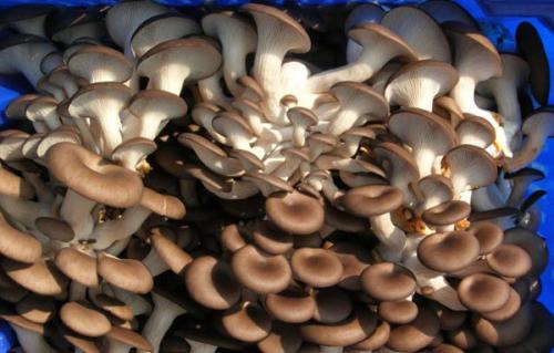 Заморозка грибов вешенок на зиму в домашних условиях. Как заморозить вешенки на зиму в домашних условиях 03