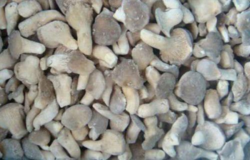 Заморозка грибов вешенок на зиму в домашних условиях. Как заморозить вешенки на зиму в домашних условиях 04