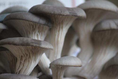 Вешенки замороженные, как готовить. Как заморозить вешенки сырыми в домашних условиях