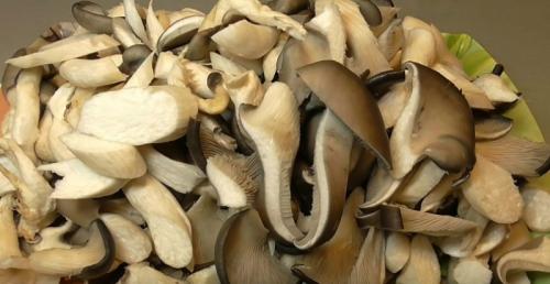 Как консервировать грибы-вешенки на зиму. Маринованные вешенки быстрого приготовления в домашних условиях