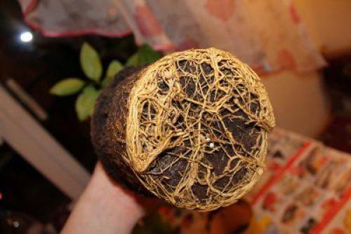 В какое время года можно пересаживать лимон. Пересадка лимона: нужна ли она?