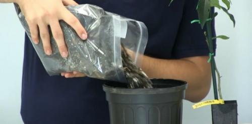 В какое время года можно пересаживать лимон. Пересадка лимона: нужна ли она?