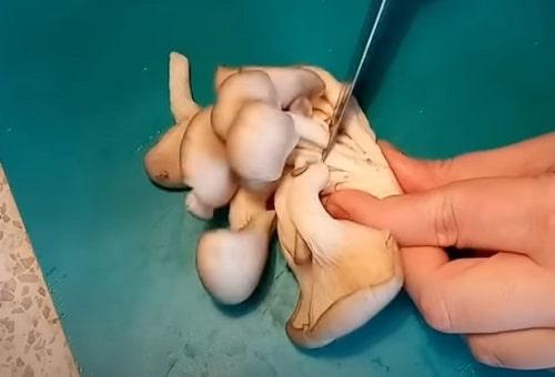 Жареные вешенки. Вешенки с луком, жареные на сковороде — 6 вкусных рецептов