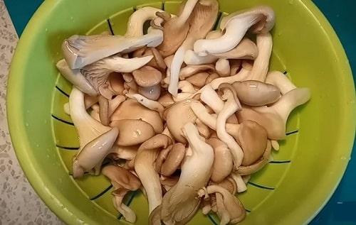 Жареные вешенки. Вешенки с луком, жареные на сковороде — 6 вкусных рецептов