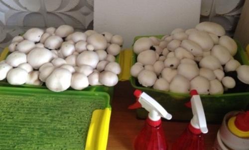 Выращивание грибов в домашних условиях для новичков. Особенности выращивания грибов