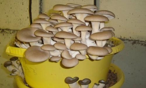 Выращивание грибов в домашних условиях для новичков. Особенности выращивания грибов