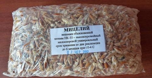 Выращивание грибов в домашних условиях для новичков. Особенности выращивания грибов