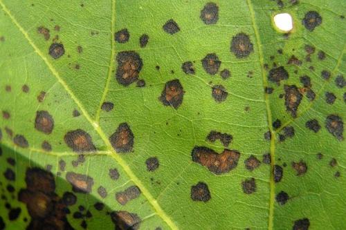 Какие заболевания могут поражать черноберёзовую смородину осенью. Болезни смородины: описания с фото и способы лечения