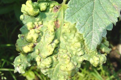 Какие заболевания могут поражать черноберёзовую смородину осенью. Болезни смородины: описания с фото и способы лечения