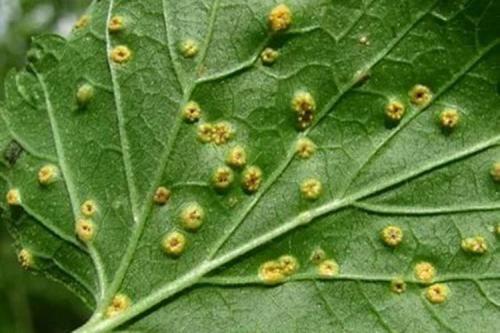 Какие заболевания могут поражать черноберёзовую смородину осенью. Болезни смородины: описания с фото и способы лечения