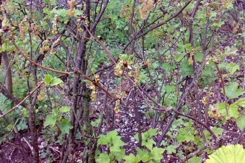 Какие заболевания могут поражать черноберёзовую смородину осенью. Болезни смородины: описания с фото и способы лечения