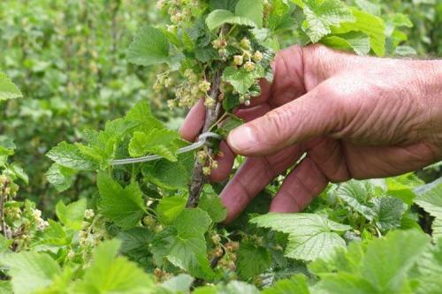 Какие заболевания могут поражать черноберёзовую смородину осенью. Болезни смородины: описания с фото и способы лечения