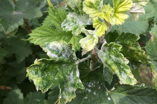 Какие заболевания могут поражать черноберёзовую смородину осенью. Болезни смородины: описания с фото и способы лечения