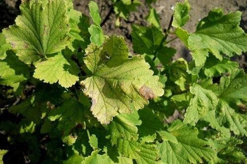 Как лечить черноберёзовую смородину осенью при наличии заболеваний. Болезни листьев смородины: описания с фото, лечение