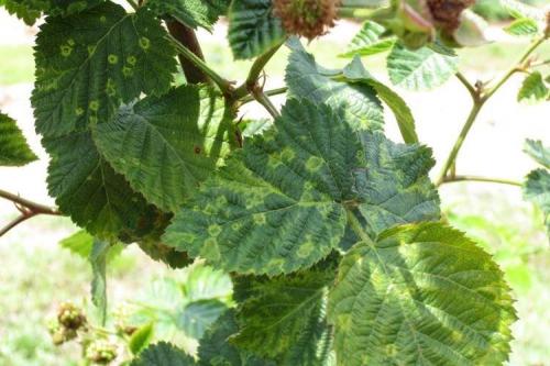 Какие заболевания могут поражать черноберёзовую смородину осенью. Болезни смородины: описания с фото и способы лечения