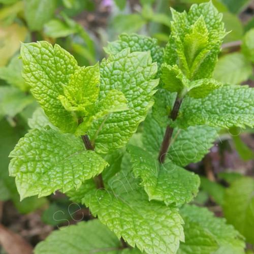 Мята заказать. Сколько стоит мята?