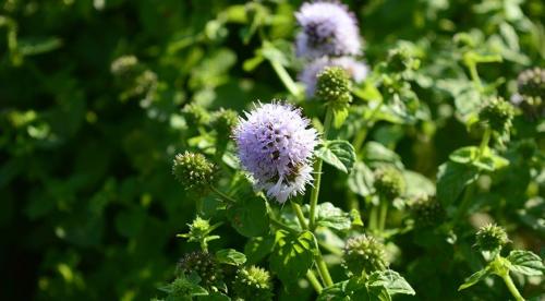 Отличие перечной и пряной мяты. Полезные свойства мяты 09 Отличие перечной и пряной мяты. Полезные свойства мяты 09