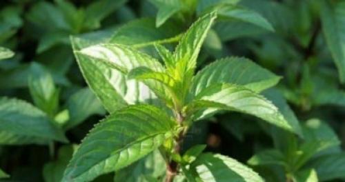 Отличие перечной и пряной мяты. Полезные свойства мяты 15 Отличие перечной и пряной мяты. Полезные свойства мяты 15