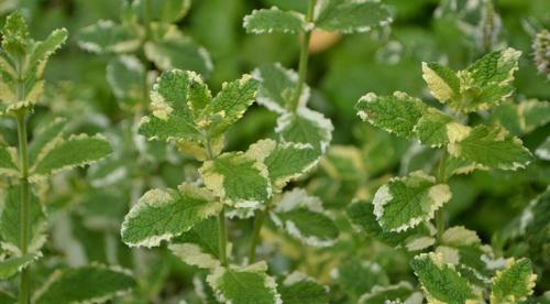 Отличие перечной и пряной мяты. Полезные свойства мяты 08 Отличие перечной и пряной мяты. Полезные свойства мяты 08