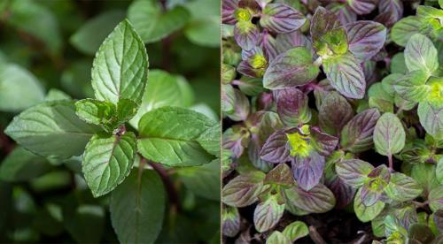 Отличие перечной и пряной мяты. Полезные свойства мяты 05 Отличие перечной и пряной мяты. Полезные свойства мяты 05