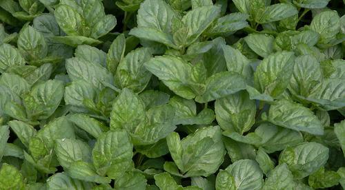 Отличие перечной и пряной мяты. Полезные свойства мяты 04 Отличие перечной и пряной мяты. Полезные свойства мяты 04