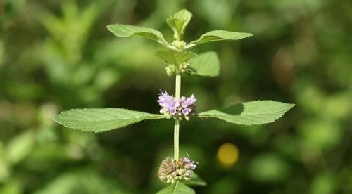 Отличие перечной и пряной мяты. Полезные свойства мяты 10 Отличие перечной и пряной мяты. Полезные свойства мяты 10
