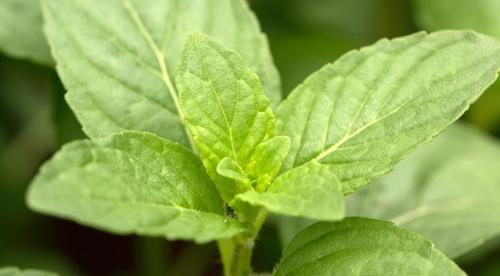 Отличие перечной и пряной мяты. Полезные свойства мяты 07 Отличие перечной и пряной мяты. Полезные свойства мяты 07