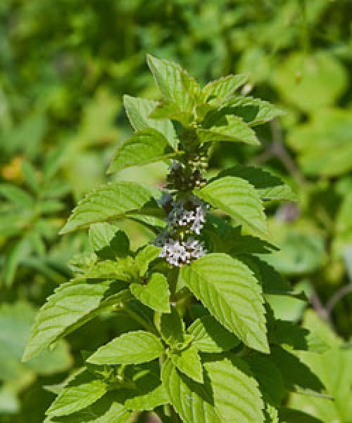 Отличие перечной и пряной мяты. Полезные свойства мяты 01 Отличие перечной и пряной мяты. Полезные свойства мяты 01