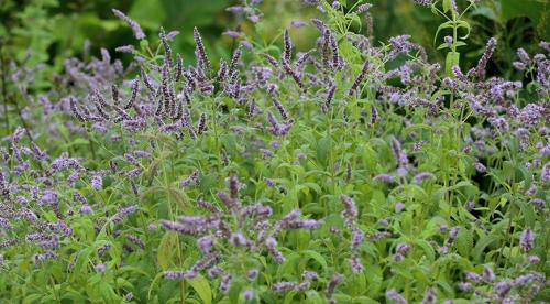 Отличие перечной и пряной мяты. Полезные свойства мяты 06 Отличие перечной и пряной мяты. Полезные свойства мяты 06