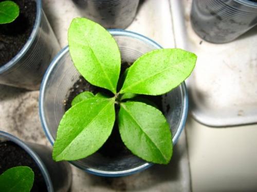 Выращивание лимона из черенка в домашних условиях. Черенкование лимона в домашних условиях