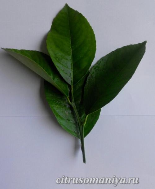 Может ли ветка лимона пустить корни. Какую веточку выбрать для укоренения?