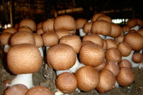 Выращивание белых грибов, как бизнес в домашних условиях. Необходимые условия