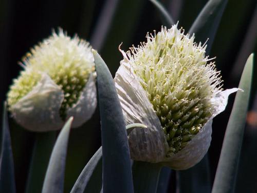 Как выбрать подходящие семена лука Батун для рассады. Посев семян лука-батуна на рассаду