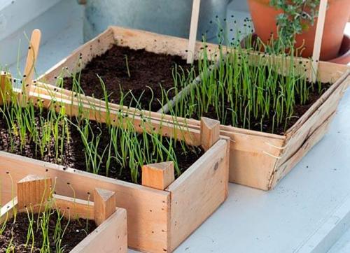 Когда можно собирать урожай лука-батуна, чтобы он был максимально сочным. Высев на рассаду