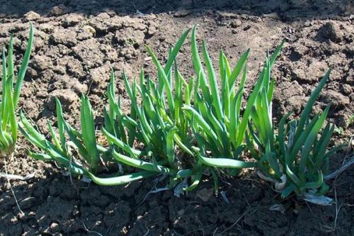 Как бороться с вредителями и болезнями лука батун, посаженного под зиму. Выращивание рассады