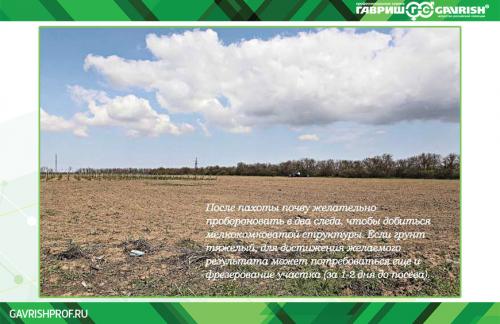 Сажаю лук батун под зиму: полное руководство для начинающих 01