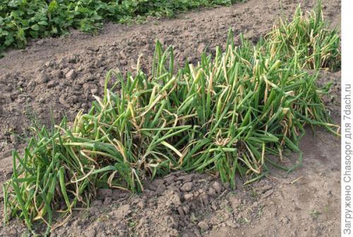 Как выбрать подходящее место для посадки лука батун под зиму. Осенняя посадка батуна