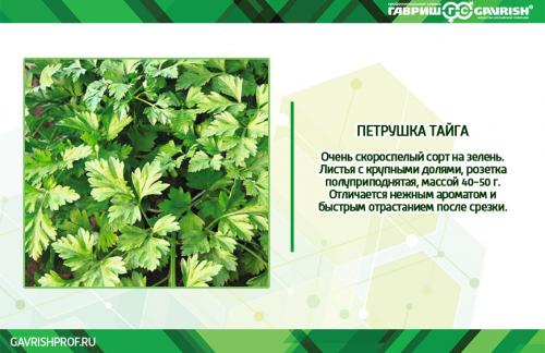 Сажаю лук батун под зиму: полное руководство для начинающих 02