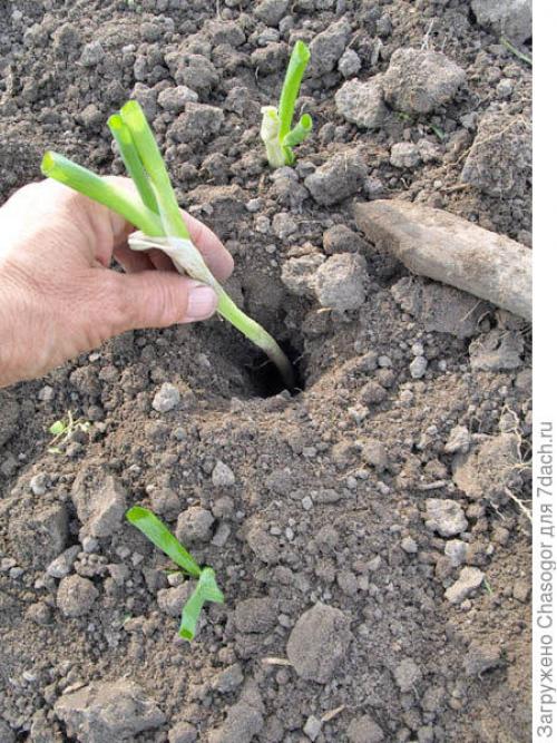 Как выбрать подходящее место для посадки лука батун под зиму. Осенняя посадка батуна