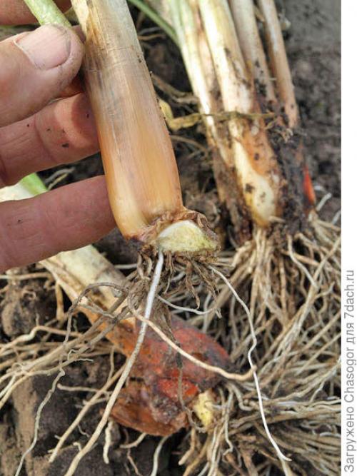 Как выбрать подходящее место для посадки лука батун под зиму. Осенняя посадка батуна