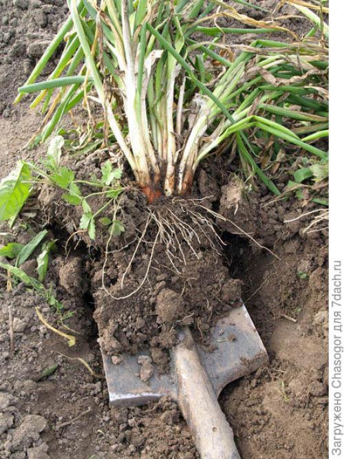 Как выбрать подходящее место для посадки лука батун под зиму. Осенняя посадка батуна