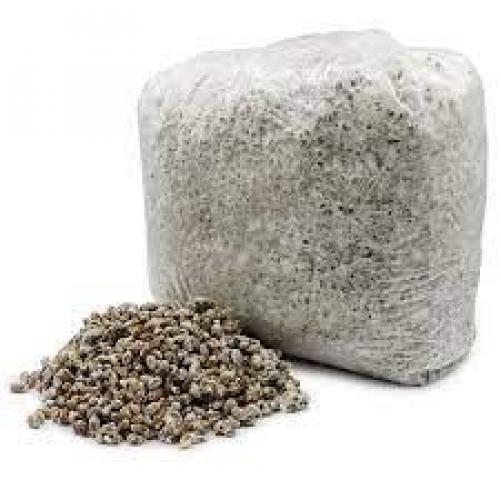 Выращивание белых грибов круглый год. Зачем выращивать белые грибы? 01