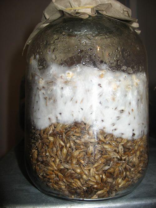 Как вырастить грибы дома на подоконнике. Как вырастить дома грибы: какие виды поддаются культивации, технология подготовки субстрата