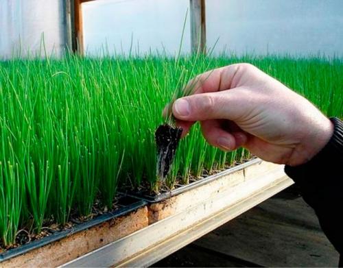 Сколько времени требуется для выращивания лука-батун из семян до сбора урожая. Выращивание рассады