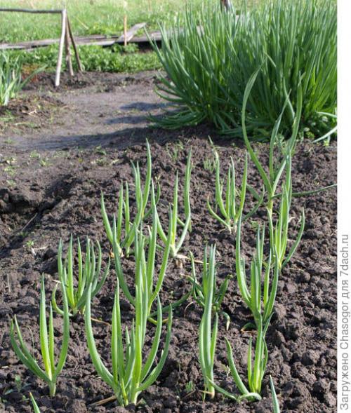 Как правильно сажать семена лука-батуна весной. Сажать батун весной