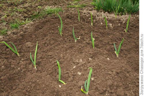 Как правильно сажать семена лука-батуна весной. Сажать батун весной