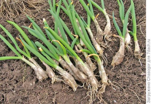 Как правильно сажать семена лука-батуна весной. Сажать батун весной